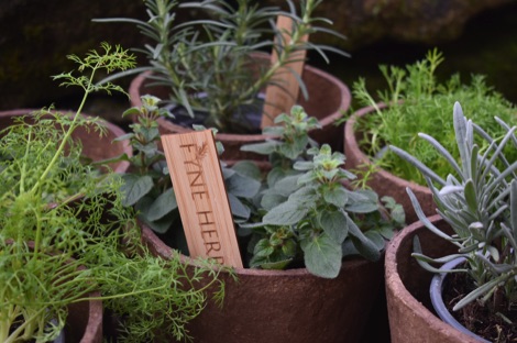 Fyne Herbs butterfly-friendly herb plants